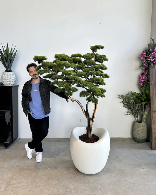 Premium Artificial Manzanita Bonsai Tree with Elegant Curved Branches
